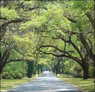 Bild 2 zur Urlaubsidee »Litchfield Plantation, South Carolina«